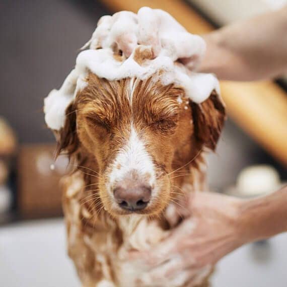 dog taking bath at home QFCFUE2