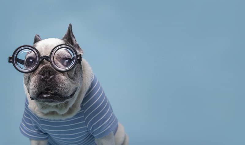funny french bulldog with a bottle ass pasta glass YFWRBJ7 2